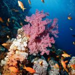 10 reasons to dive the Egyptian Red Sea (12)