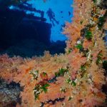 10 reasons to dive the Egyptian Red Sea (8)