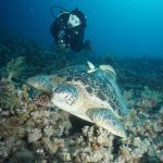 10 reasons to dive the Egyptian Red Sea (9)