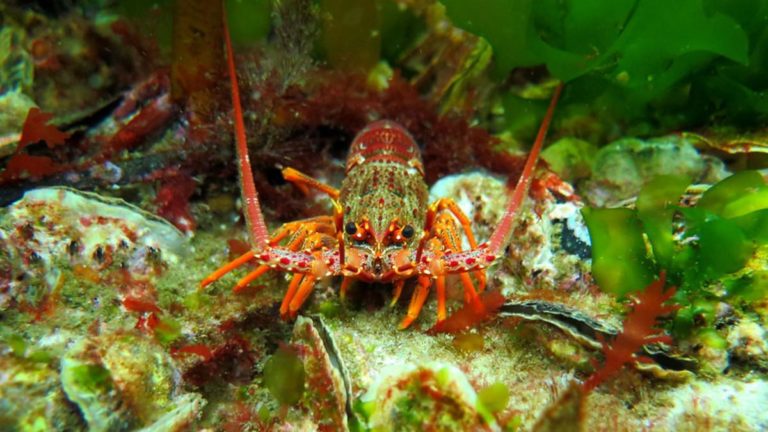 Proposed New Shellfish Reef for South Australia
