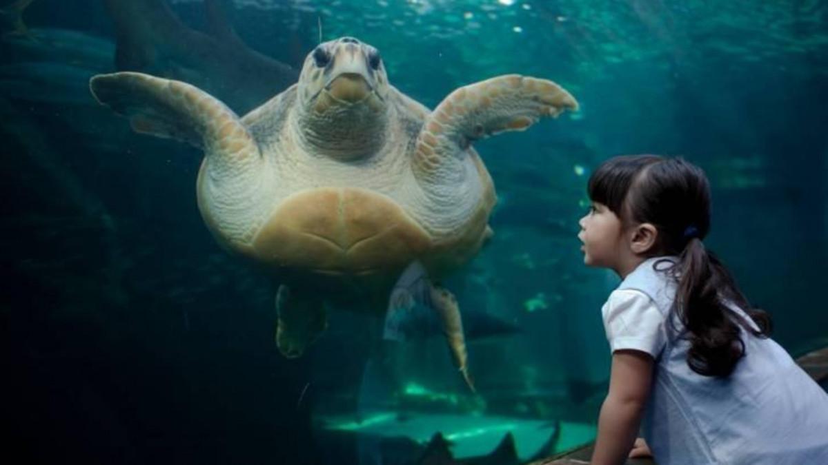 Yoshi The Loggerhead Turtle Returns Home to Australia!