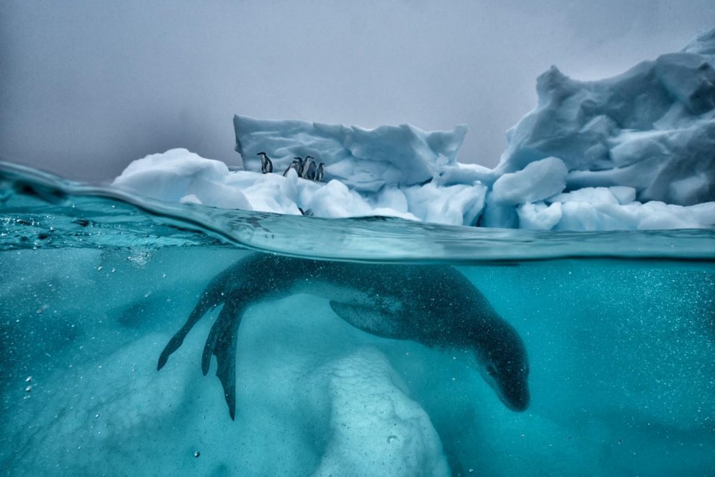 Ocean Photography Awards