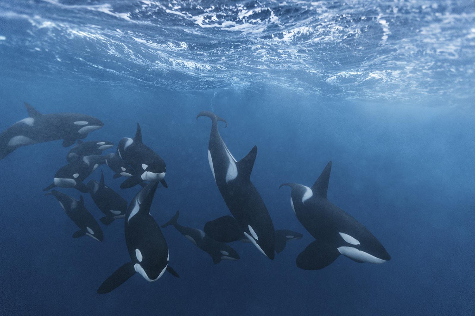 Ocean Photography Awards