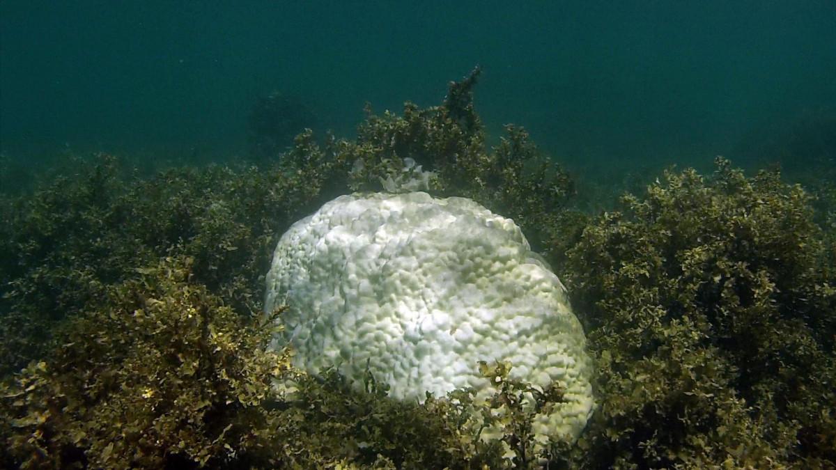 Great Barrier Reef tourism operators speak out as coral bleaching threat looms