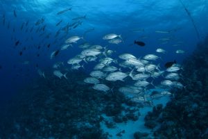 Schooling Big Eye & Barracuda , at Osprey Reef