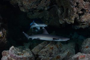 Juvenile White Tip Reef Sharks in a cave.