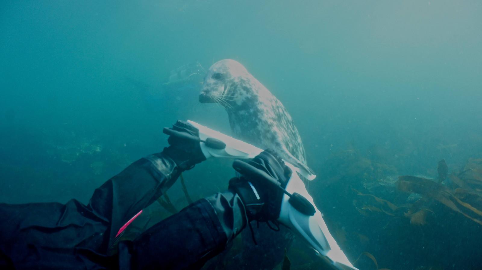 Farne Islands Dive Images (2)