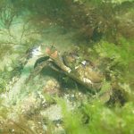 Images from Dive at Porth Dafarch, west coast of Anglesey in North Wales (1)