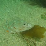Images from Dive at Porth Dafarch, west coast of Anglesey in North Wales (2)