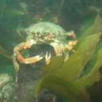 Images from Dive at Porth Dafarch, west coast of Anglesey in North Wales (3)