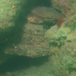 Images from Dive at Porth Dafarch, west coast of Anglesey in North Wales (4)