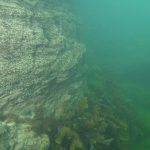 Images from Dive at Porth Dafarch, west coast of Anglesey in North Wales (5)