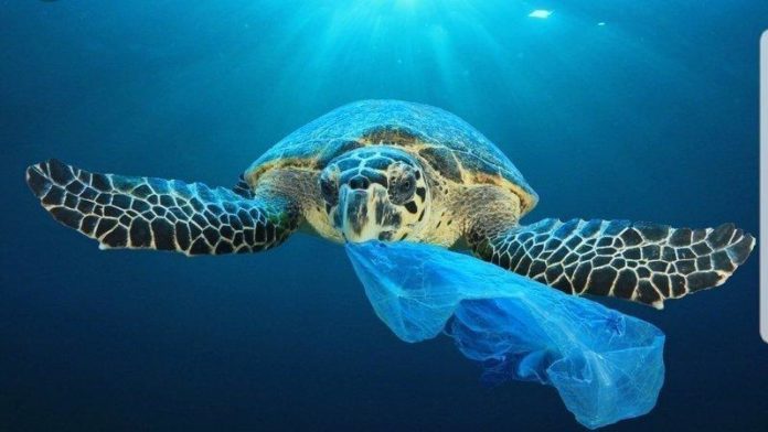 synge Uforenelig Vælge NSW Joins The Rest Of Australia In Banning Single Use Plastic Bags. | Scuba  Diver Mag