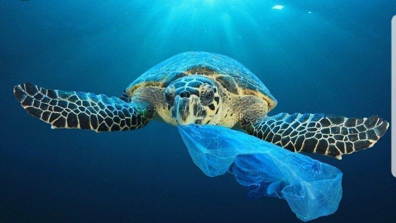 NSW joins the rest of Australia in Banning Single Use Plastic Bags.