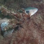 Scuba Dive at Drawna Rocks (11)