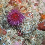 Scuba Dive at Drawna Rocks (4)
