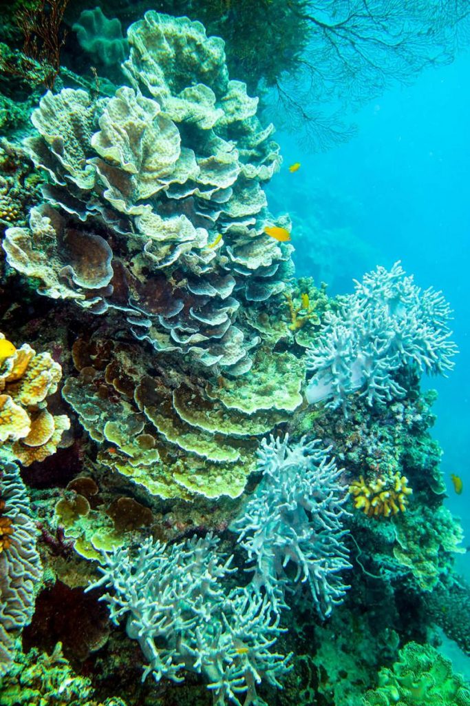 Great Barrier Reef 6