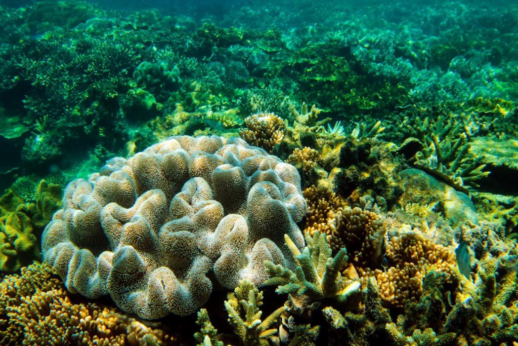 Great Barrier Reef 5