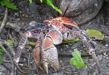 Robber crabs suspected of stealing $6,000 thermal-imagine camera