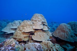Healthy Hard Coral, Cook Islands