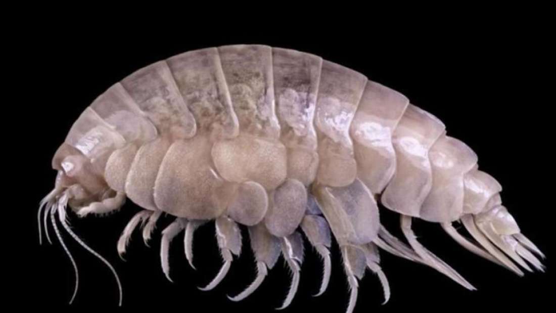 Scientists discover a New Species in the Mariana Trench