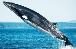 Minke Whale