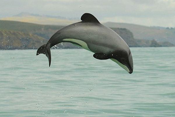 effects of sea bed mining on Maui Dolphin