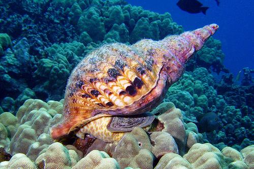 Crown on Thorns predators Giant Triton Snail