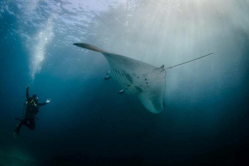 Top 5 best places to dive with manta rays in Asia