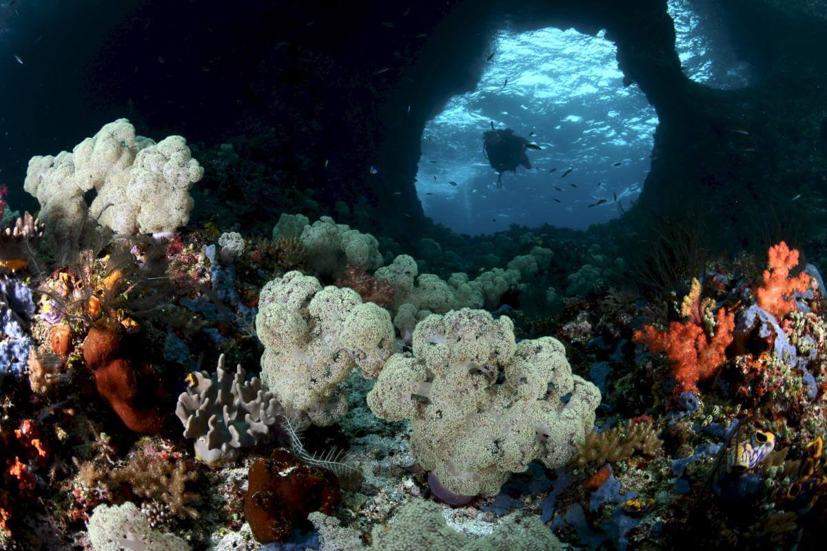Top 10 Best Dive Sites in the World 5 Boo Windows - Raja Ampat, Indonesia