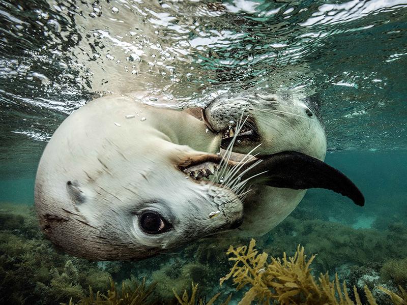 DEEP Indonesia Underwater Photo Competition 