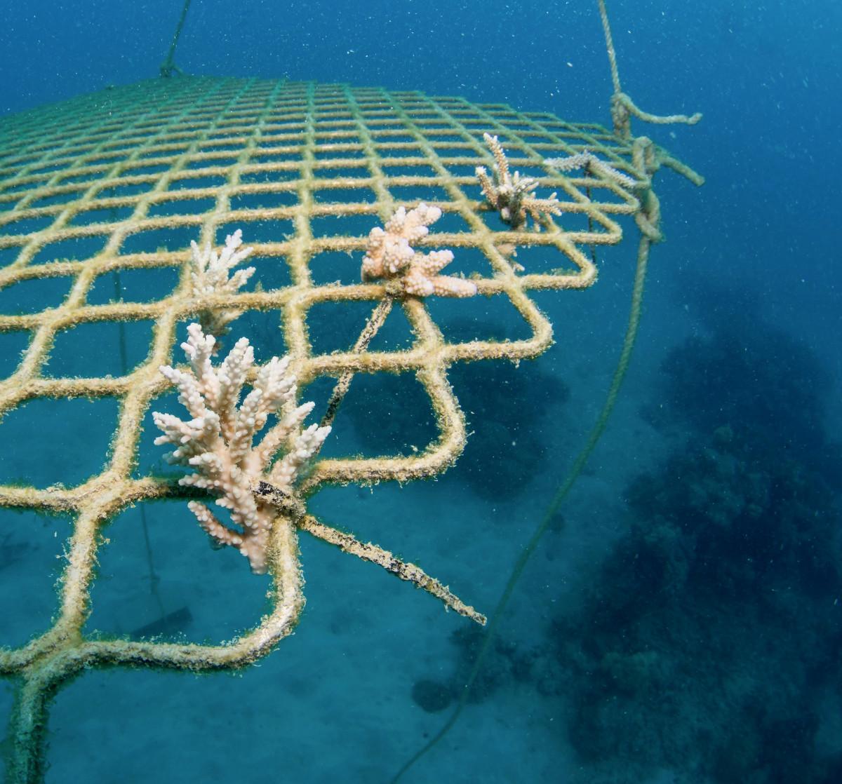 Dive Operators Turn to Reef Restoration on the Great Barrier Reef