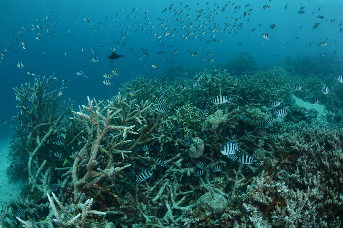 Great Barrier Reef Gets a $150 Million Boost