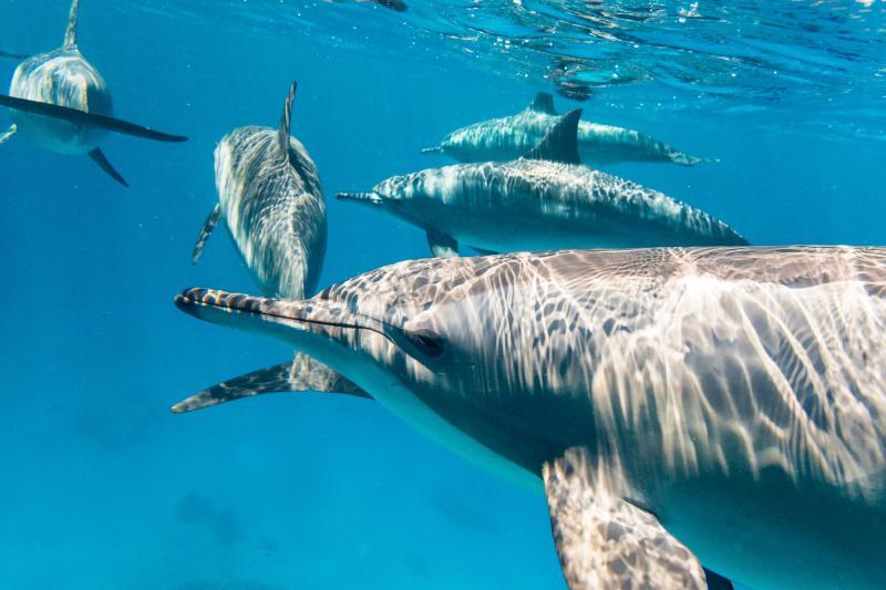 Dolphins sataya reef red sea