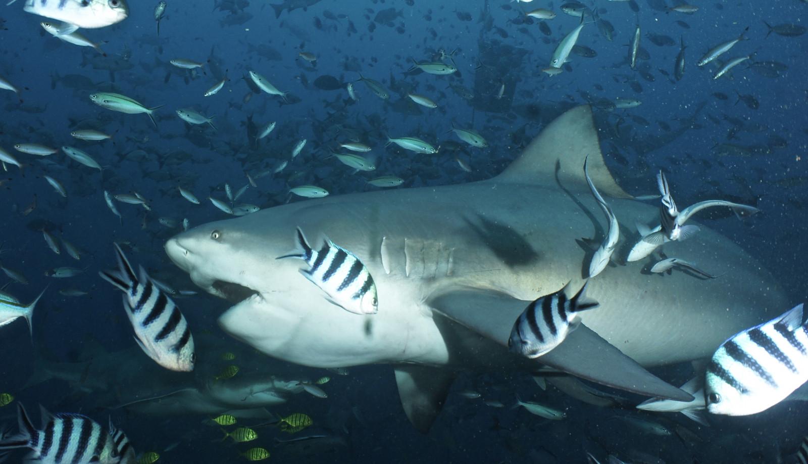 Top 10 Best Dive Sites in the World 2 Fijis bull sharks