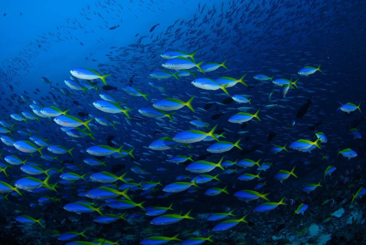 Immense schools of fusiliers and yellow masked surgeon fish