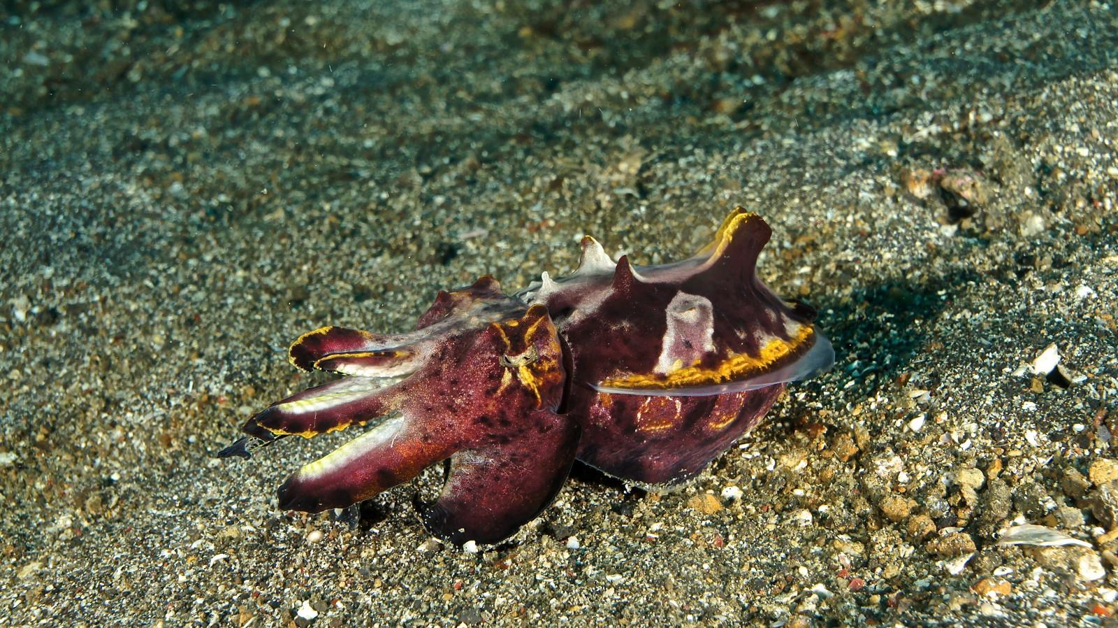 Top 10 Best Dive Sites in the World 3 Lembeh Strait, Indonesia