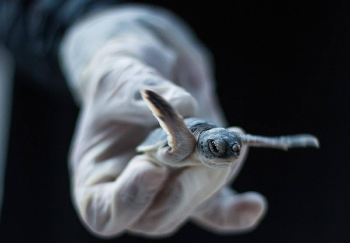 Man holding a Green Turtle Hatchling wearing gloves