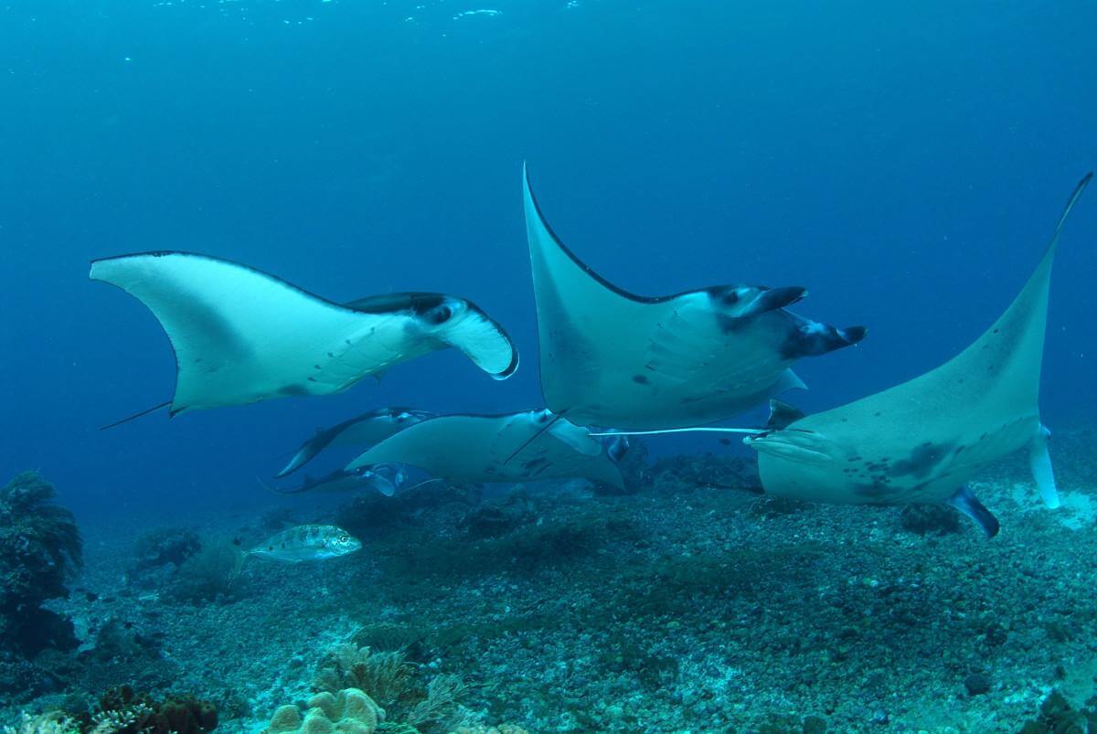 Top 10 Best Dive Sites in the World 7 Manta Ally, Komodo, Indonesia