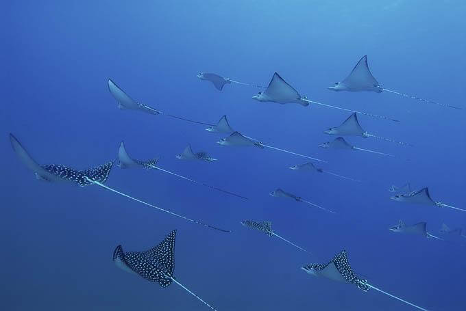 Oceanic Manta Rays at Catalina Islands, Playa Del Coco, Costa Rica