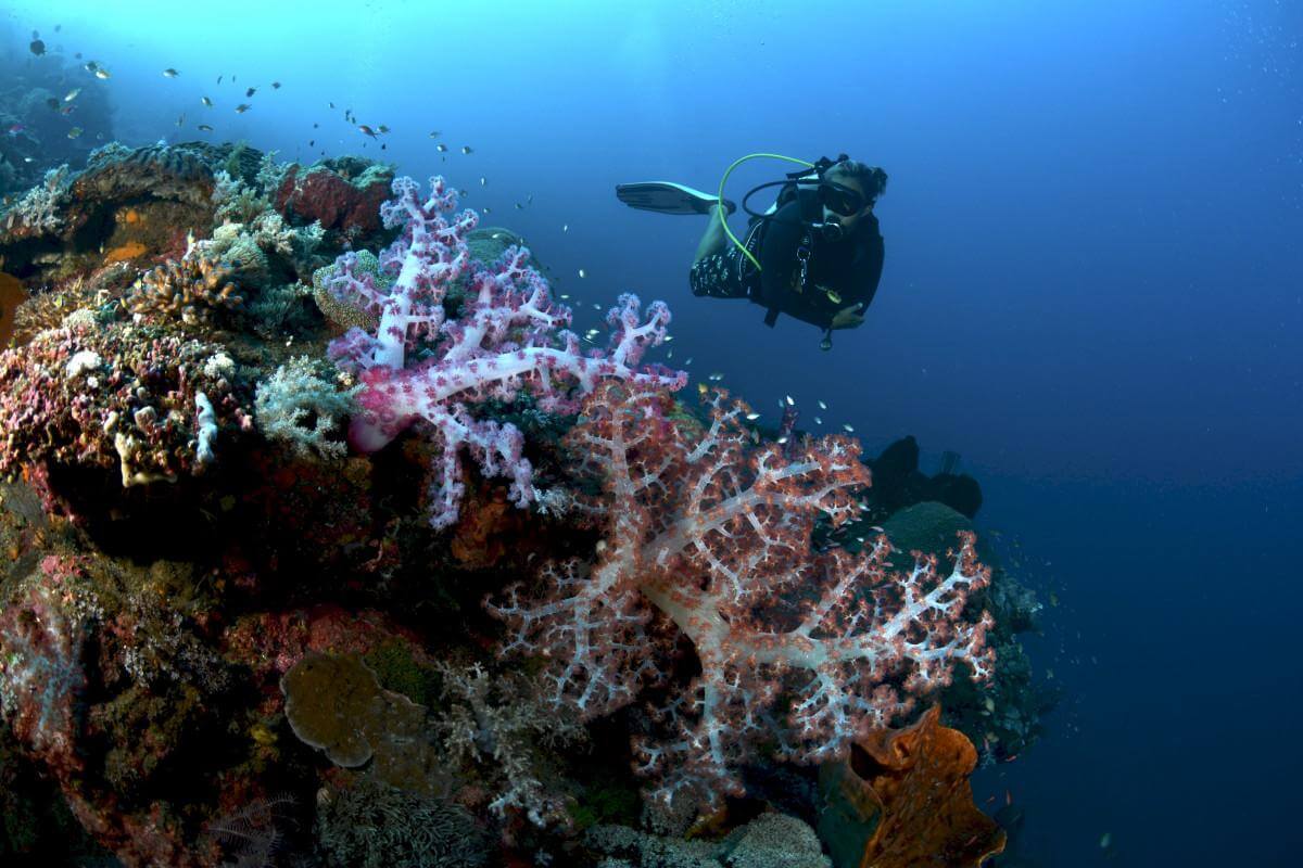 Scuba diver swimming next to Pulau Komba coloured coral reef
