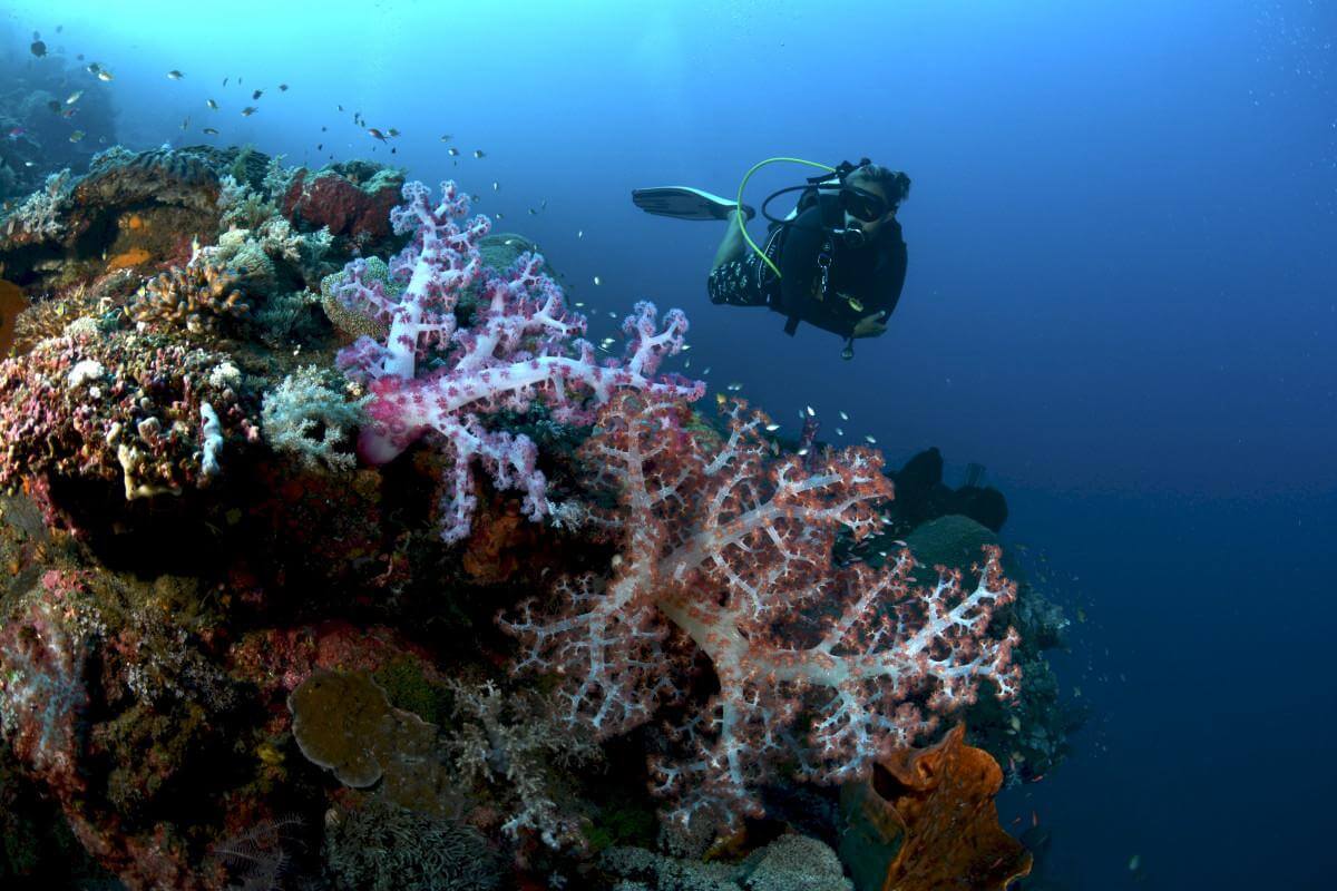 Top 10 Best Dive Sites in the World 1 Scuba diver swimming next to Pulau Komba coloured coral reef