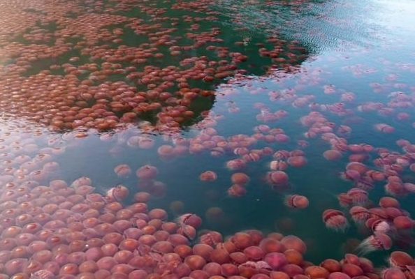 Thousands of Pink Jellyfish Invades Philippine Beaches