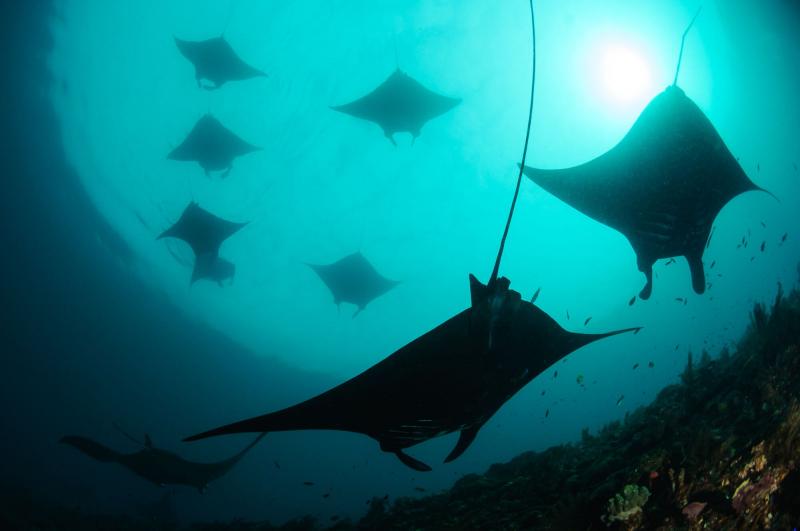 Top 5 best places to dive with manta rays in Asia