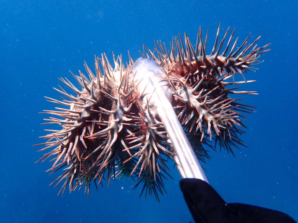 Crown Of Thorns Starfish Attacks. 1 Crown of Thorns Starfish