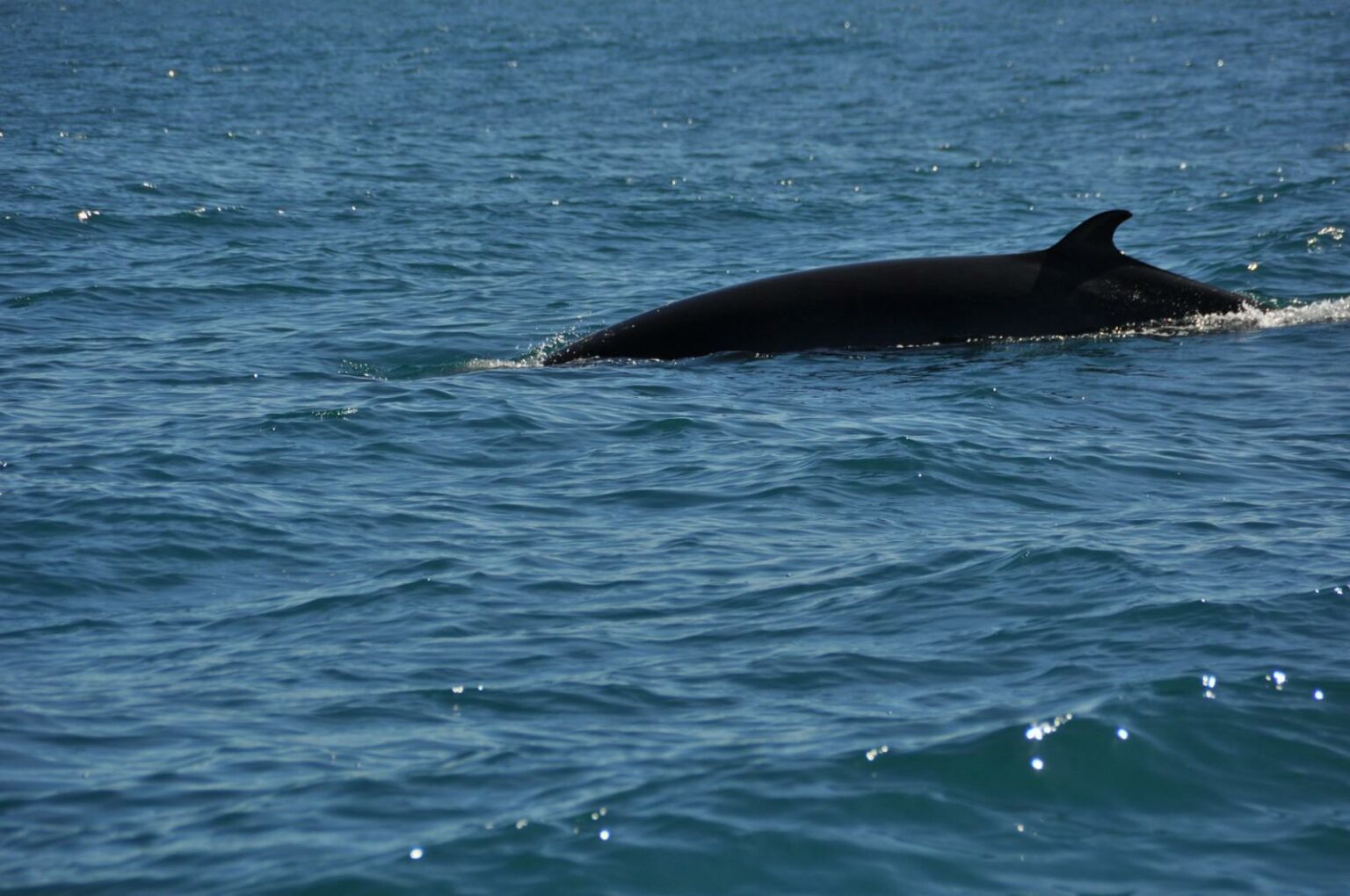 minke whales