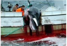 Minke Whale Slaughter
