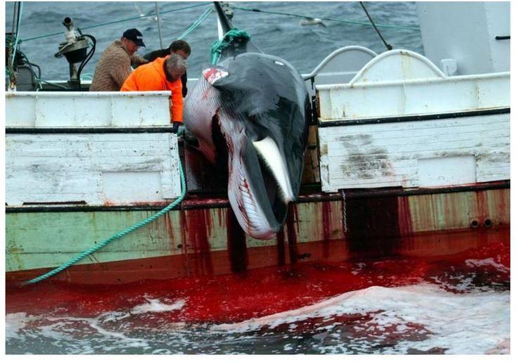 Minke Whale Slaughter