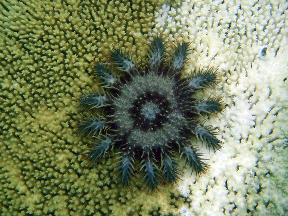 Crown Of Thorns Starfish Attacks.