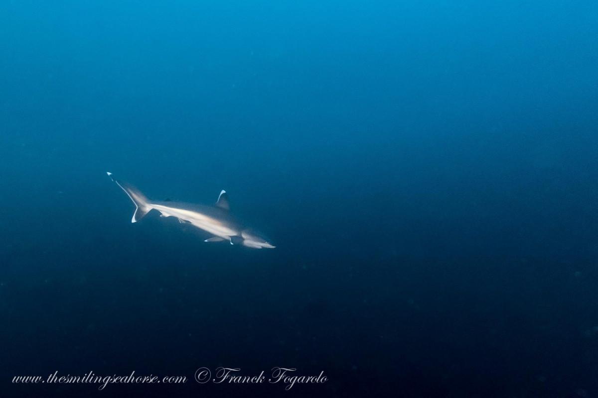 Diving on the wrong side of the Indian Ocean Dipole